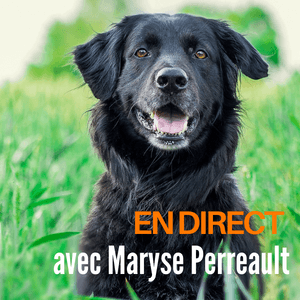 Tellington TTouch Interactive Online Course – Dogs