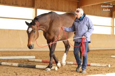 Tellington TTouch® Training for Horses