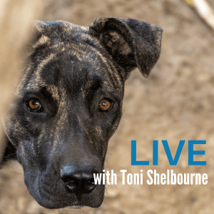 Interactive & Online: Anxious Dogs – Understanding and Managing Anxiety